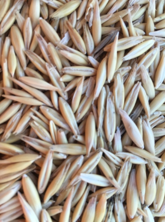 50mt Feed Oats Farm Tender